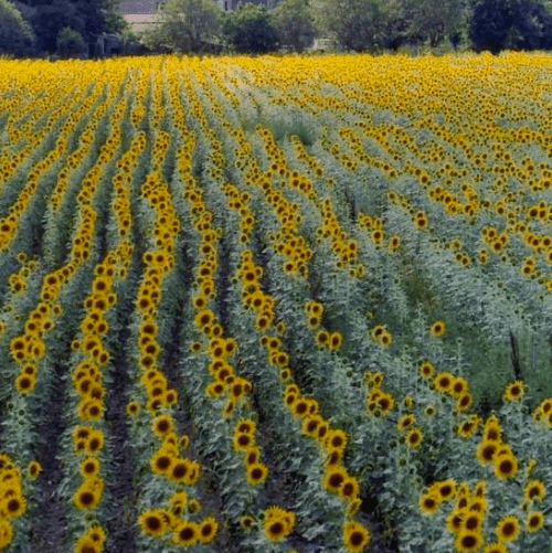 Screen Shot 2017-02-07 at 6.49.29 PM.png